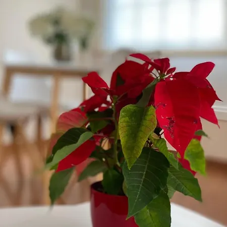 Piso Auditorio Centro La Orotava